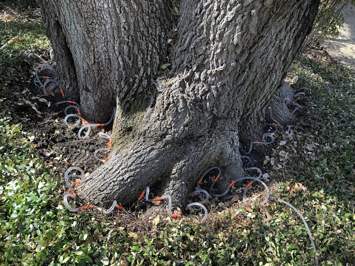 Detailed Tree Cabling and Bracing job site in Hyde