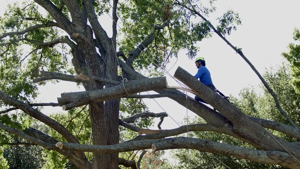 Professional Crown Thinning performed by certified arborists in Hyde